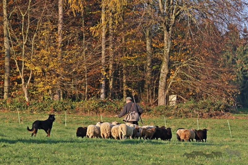 Beauceron, Hütehund, Schafherde, hirte