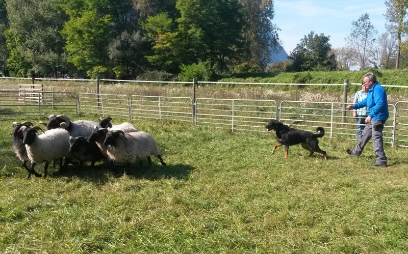 Beauceron Suisse Filou Royal, Beauceron, Hütehund, Schafherde, ausbildung