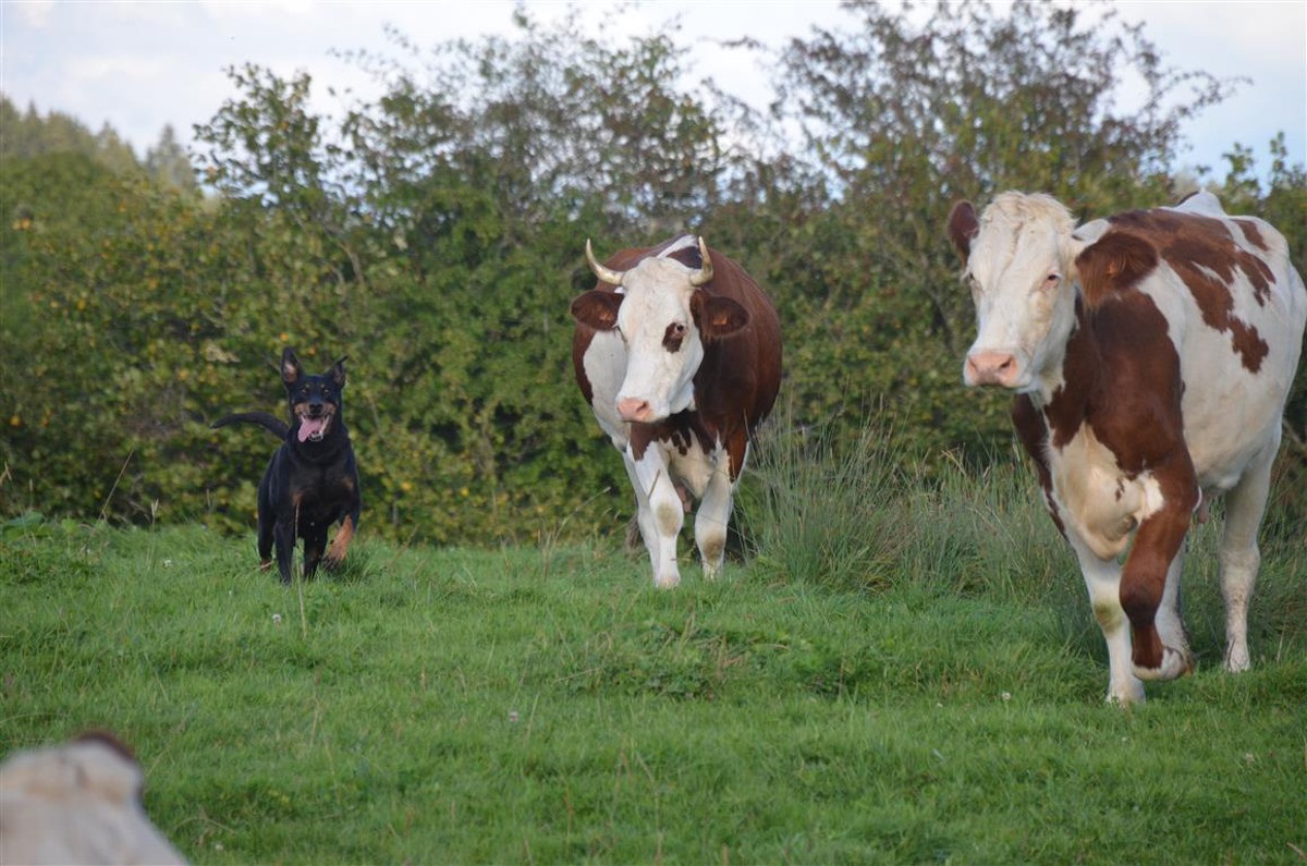 Beauceron, Hütehund, bosseron, kuh, kühe